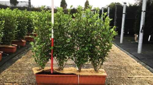 Instant Hedge Griselinia littoralis in trough